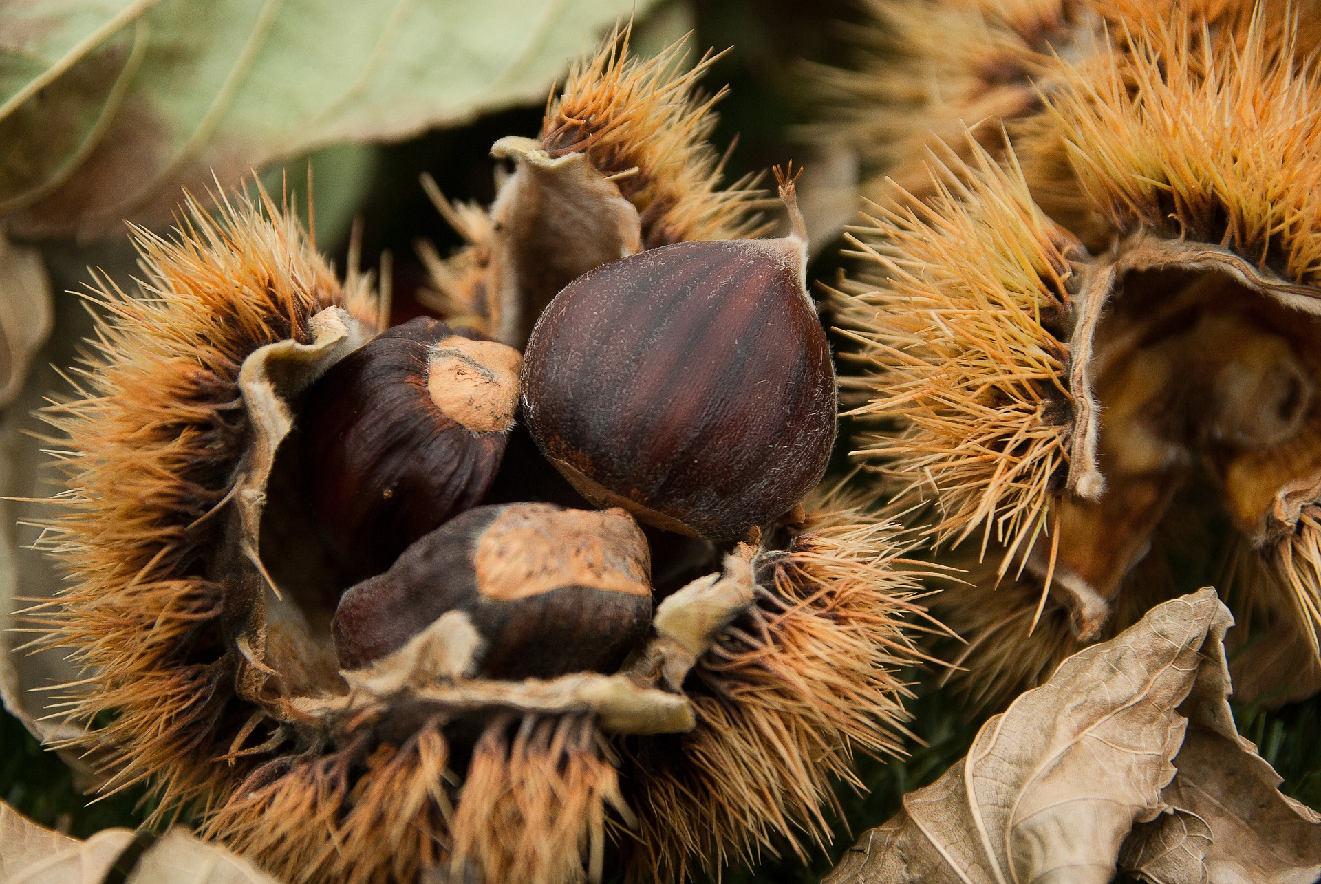 chestnuts-1761228_1920
